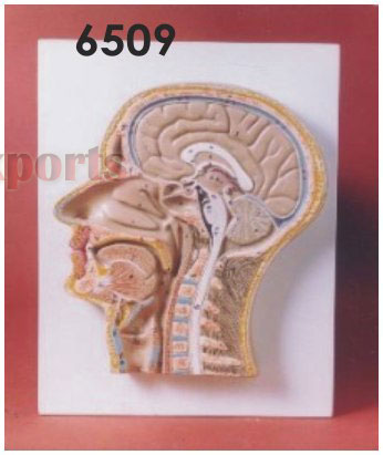 HUMAN HEAD & NECK L.S.